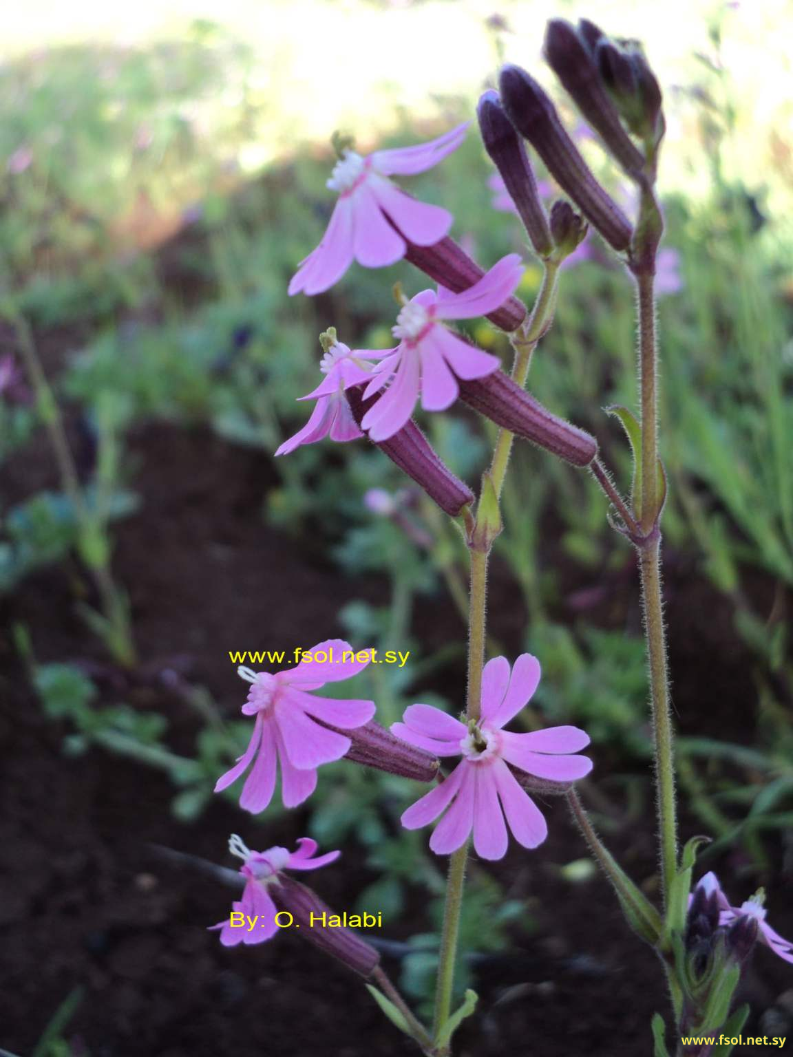Silene damascena Boiss. et Gaill.